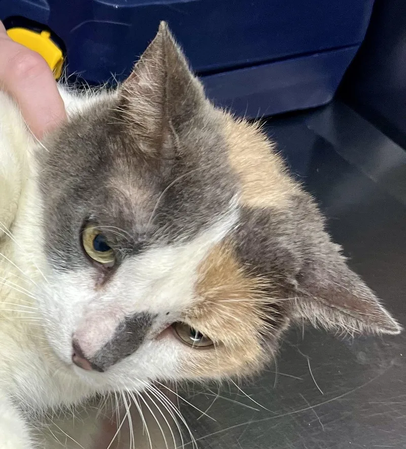 An adult medium-sized female Dilute Calico Calico cat named Fruitable for adoption in Red Bank, NJ