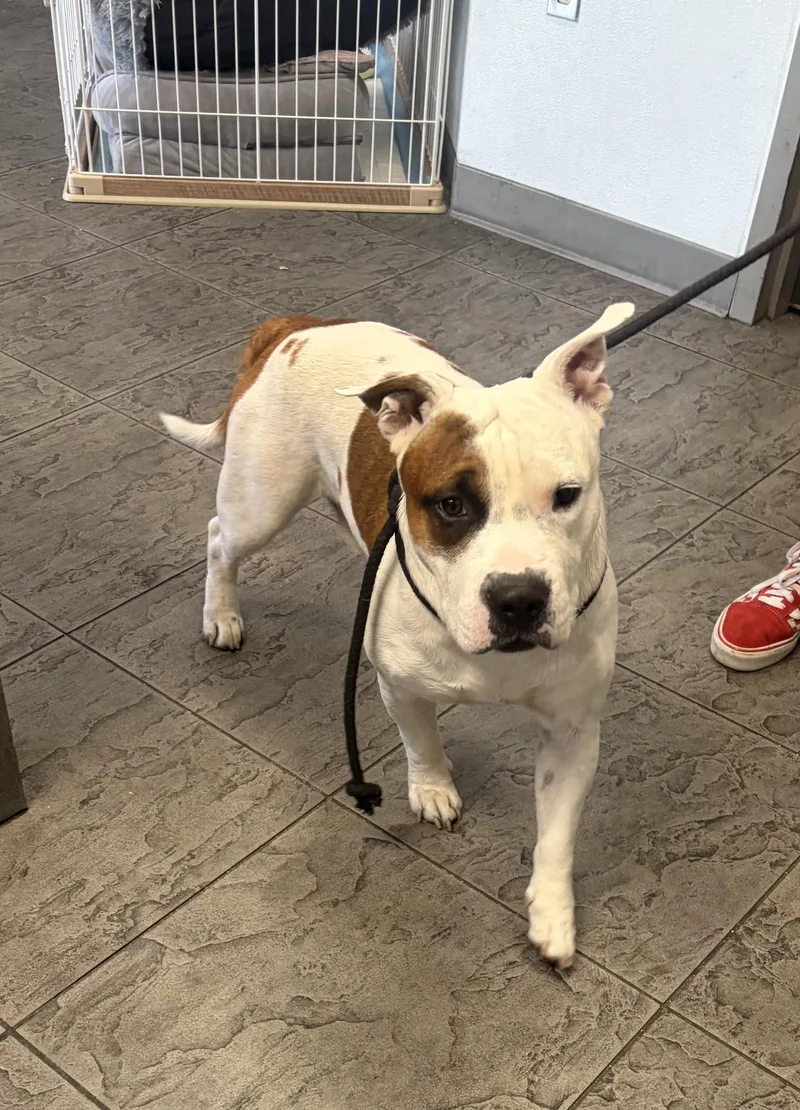 An adult large-sized male Pit Bull Terrier dog named Popeye for adoption in Los Angeles, CA