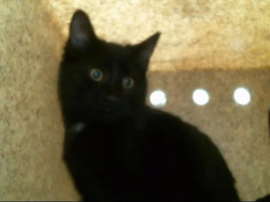 An adult small-sized male Domestic Short Hair cat named Sugar for adoption in Albuquerque, NM