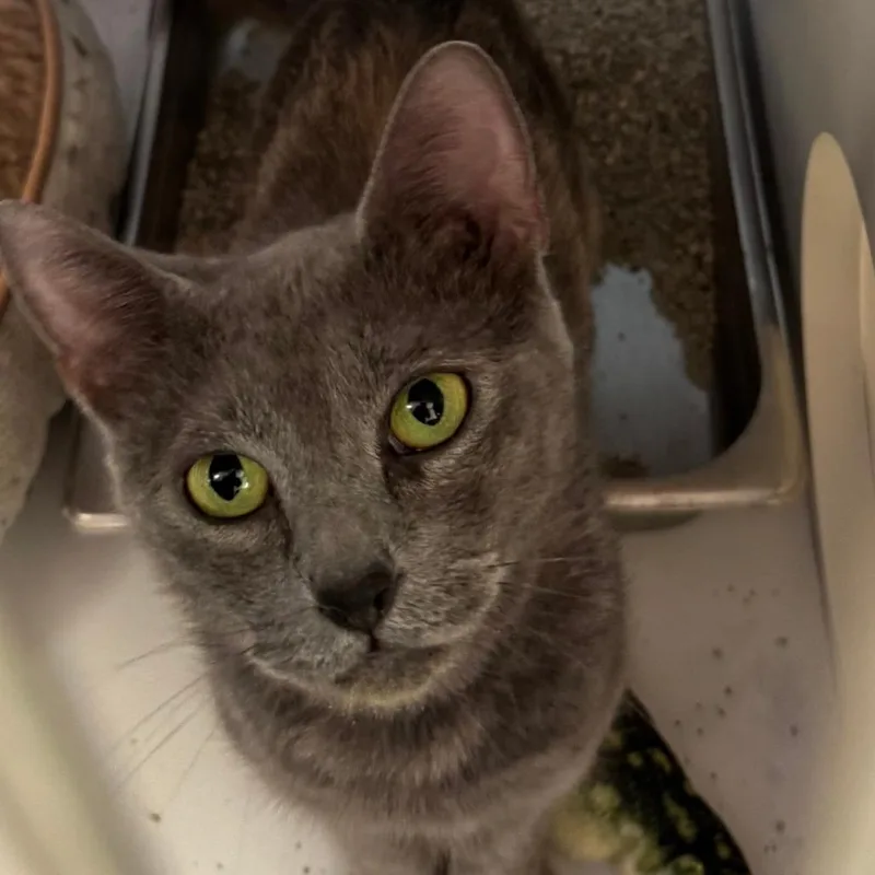 A young medium-sized female Gray / Blue / Silver Domestic Short Hair cat named Loca for adoption in Lakewood, CO