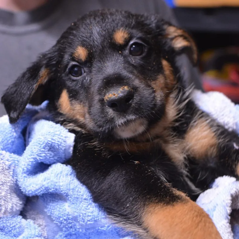 A baby large-sized female Black Rottweiler dog named Nyx for adoption in Lima, OH