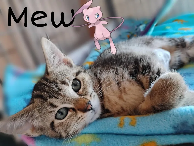 A baby medium-sized female Tabby cat named Mew for adoption in Saginaw, MI