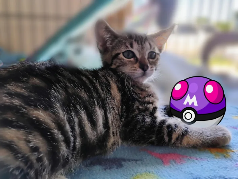 Mew thumbnail 2