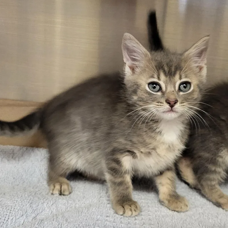 A baby small-sized male Domestic Short Hair cat named Smokey for adoption in Lake Panasoffkee, FL