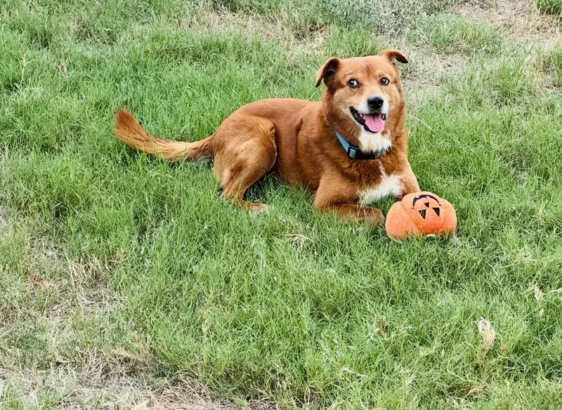 A young medium-sized male Shepherd dog named Buddy for adoption in San Antonio, TX