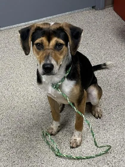 An adult medium-sized female Beagle dog named Trixie for adoption in Conway, AR