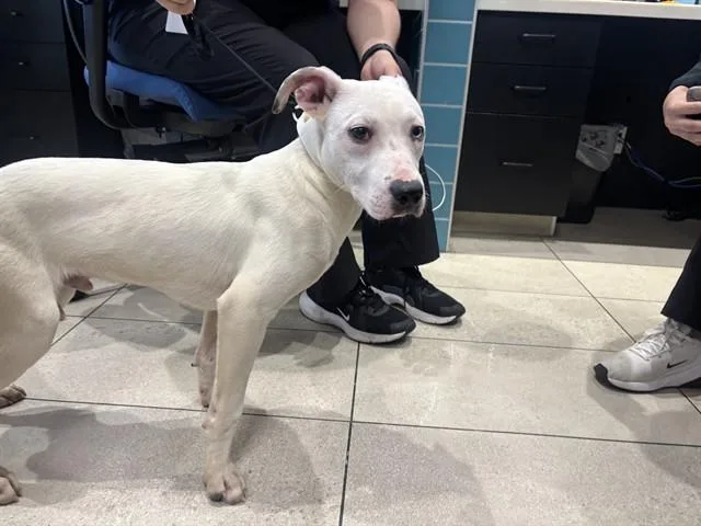 A young medium-sized male Mixed Breed dog named Frosty Paws for adoption in Garland, TX