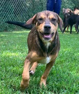 A young medium-sized female Shepherd dog named Maya Minx for adoption in Washington, DC