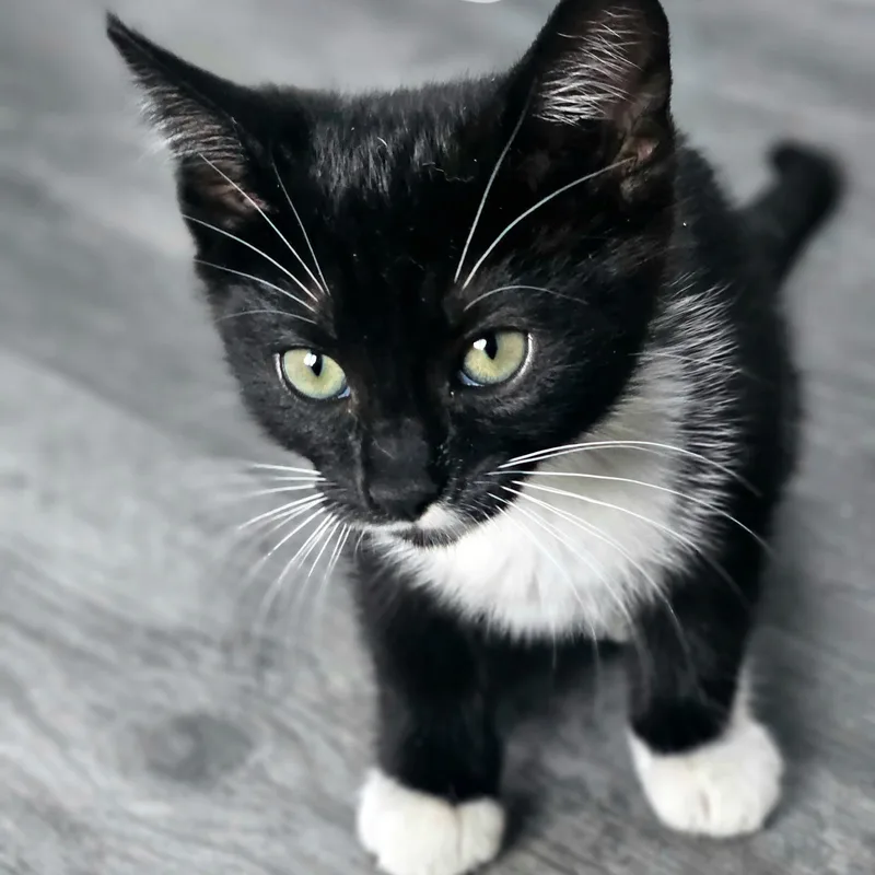 A young medium-sized female Black & White / Tuxedo Domestic Short Hair cat named Jessie for adoption in Ferndale, WA
