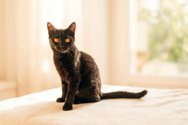 A baby medium-sized female Black Bombay cat named Daphne for adoption in Urbana, OH