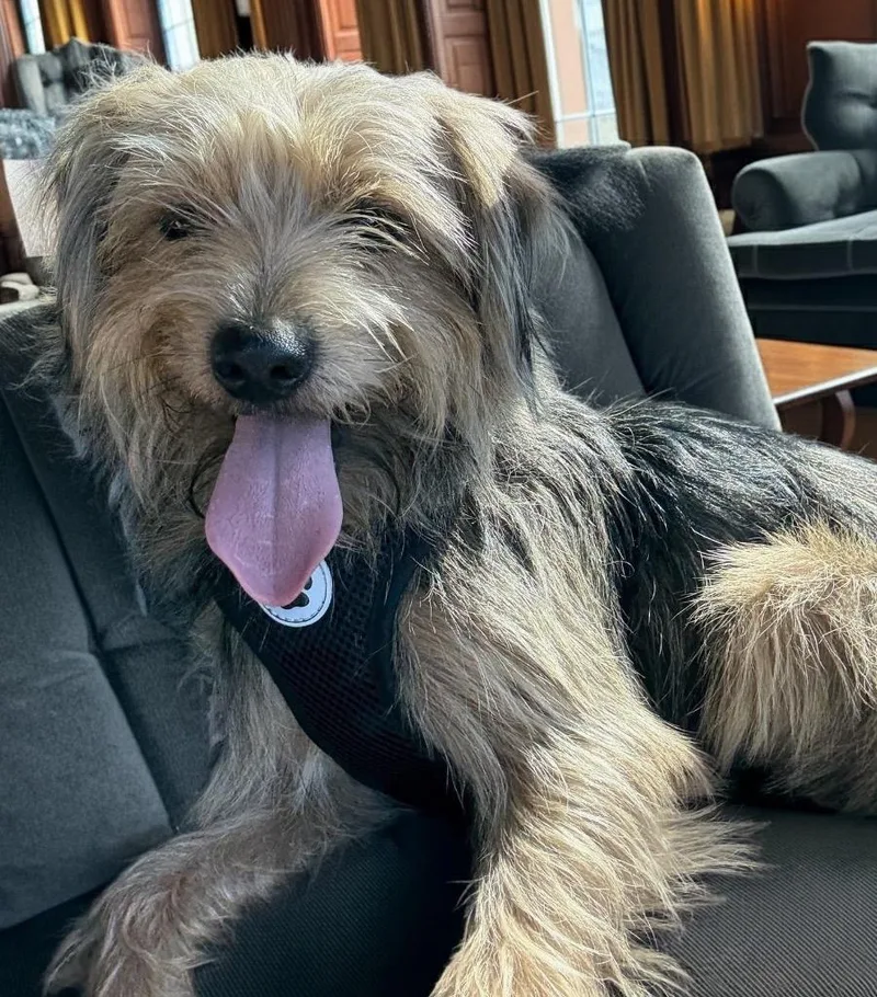 A young small-sized male Yorkshire Terrier dog named Simba for adoption in Fort Myers, FL