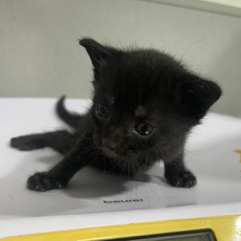 A baby small-sized female Black Domestic Short Hair cat named Dahlia for adoption in Tampa, FL