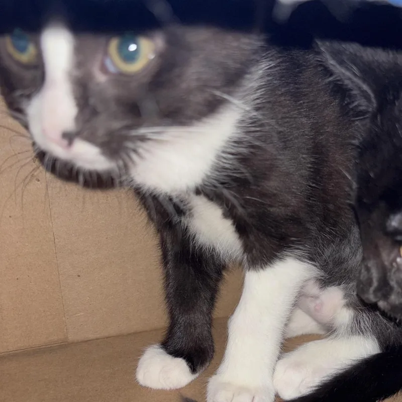 A baby small-sized female Black Domestic Short Hair cat named Mindy for adoption in Philadelphia, PA