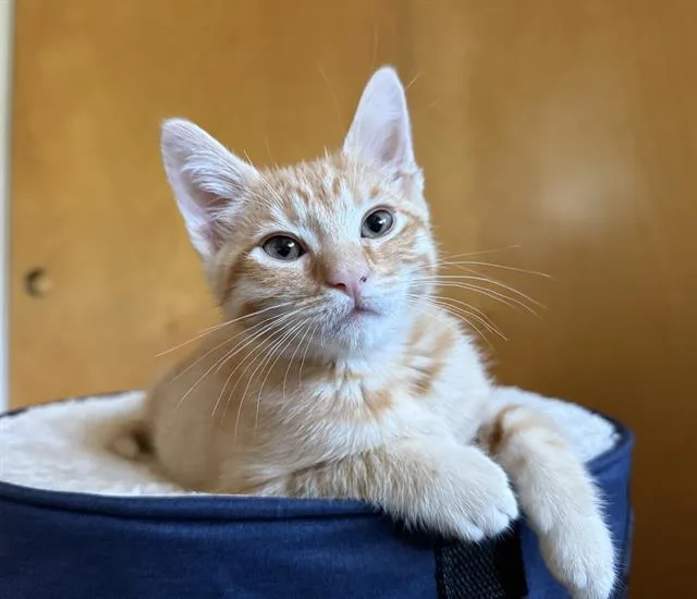 A baby small-sized male Domestic Short Hair cat named Shaggy for adoption in Sacramento, CA