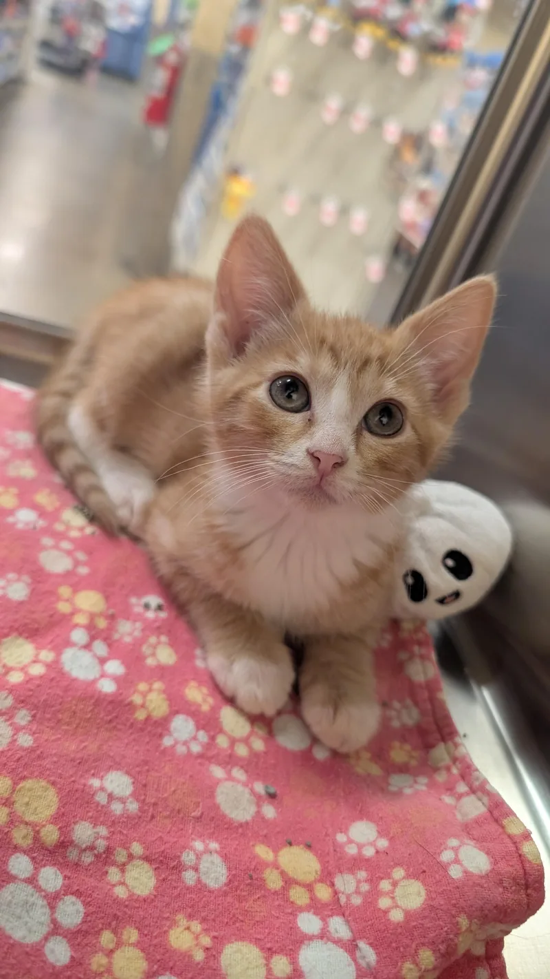 A baby medium-sized female Orange & White Domestic Short Hair cat named Sunkist for adoption in Missoula, MT