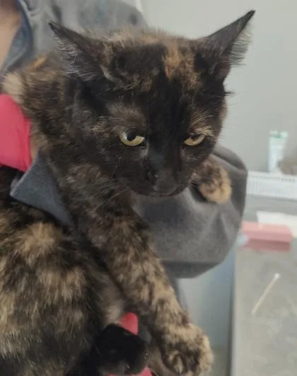 An adult large-sized female Domestic Short Hair cat named Continental Breakfast for adoption in Lafayette, IN