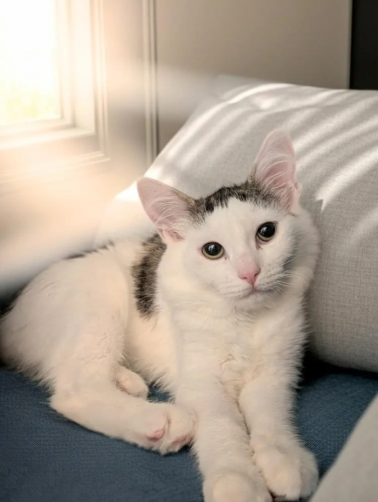 A baby small-sized female Black & White / Tuxedo Domestic Short Hair cat named Adaine for adoption in Greensburg, PA