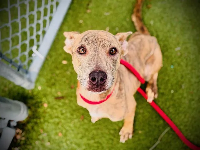An adult large-sized female Pit Bull Terrier dog named Lady for adoption in Orlando, FL