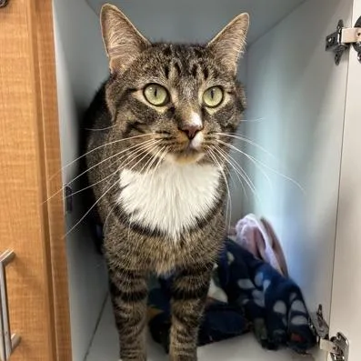 An adult large-sized male Brown / Chocolate Domestic Short Hair cat named Raymond for adoption in Downers Grove, IL