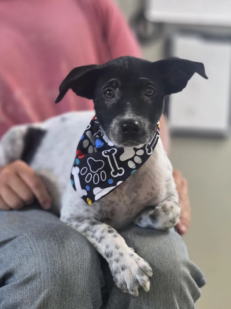 A baby medium-sized male English Pointer dog named Checkers for adoption in Walthill, NE