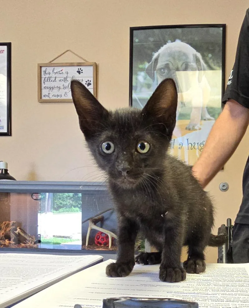 A baby small-sized male Domestic Short Hair cat named Gucci for adoption in Maumelle, AR