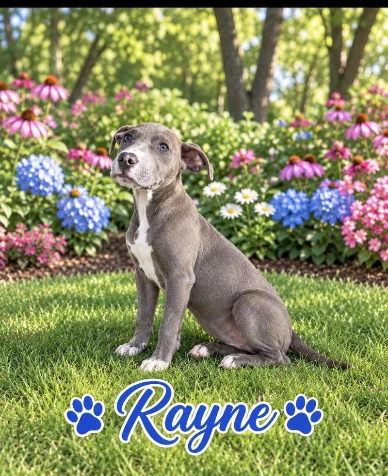 A baby medium-sized female Gray / Blue / Silver Pit Bull Terrier dog named Rayne for adoption in seaside heights, NJ