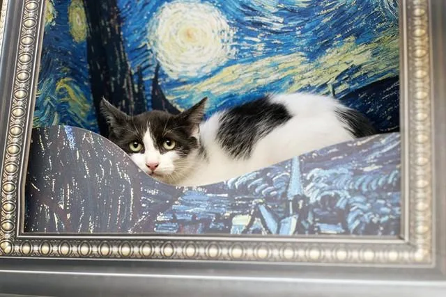 A baby small-sized male Domestic Short Hair cat named Clove for adoption in Belleville, IL