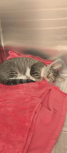 A young small-sized female Domestic Short Hair cat named Cher for adoption in North Miami Beach, FL