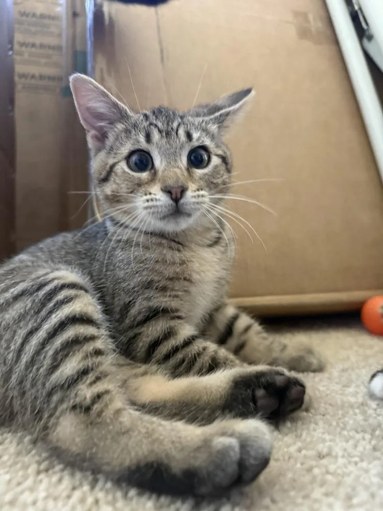 A baby small-sized female Domestic Short Hair cat named Nike for adoption in West Mifflin, PA