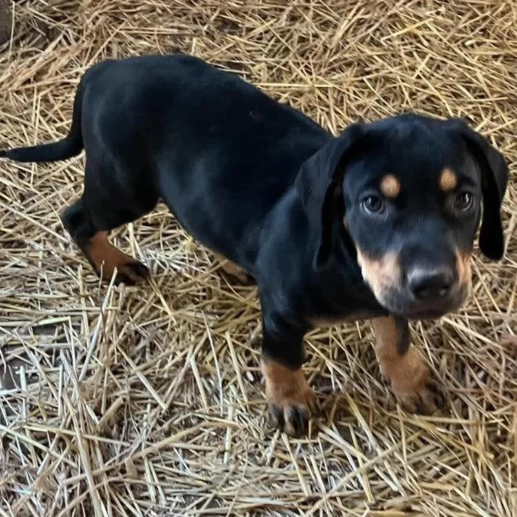 A baby small-sized male Black Mixed Breed dog named Pecan for adoption in Buffalo, MN
