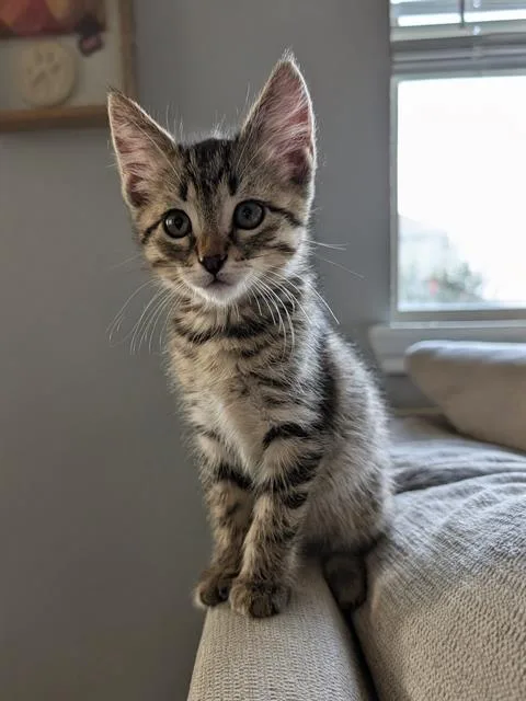 Willow