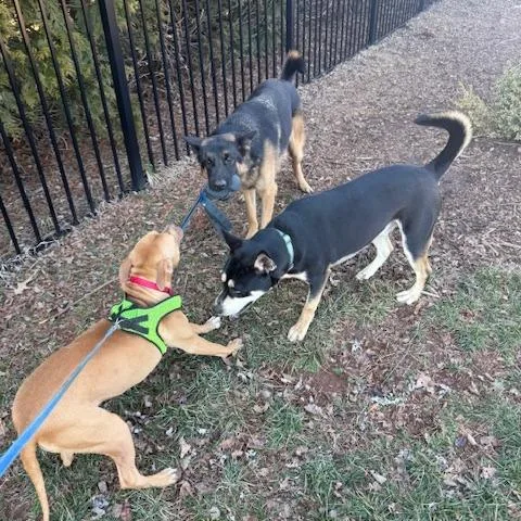 An adult medium-sized female Golden Vizsla dog named Miley for adoption in Mooresville, NC