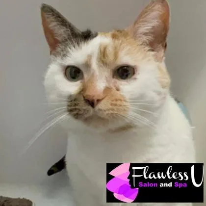 A senior medium-sized female Domestic Short Hair cat named Nora for adoption in Janesville, WI