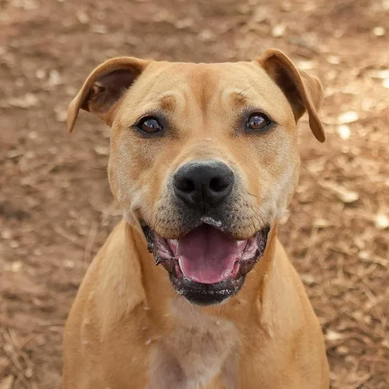 An adult large-sized female Yellow / Tan / Blond / Fawn Mixed Breed dog named Summer for adoption in Aiken, SC