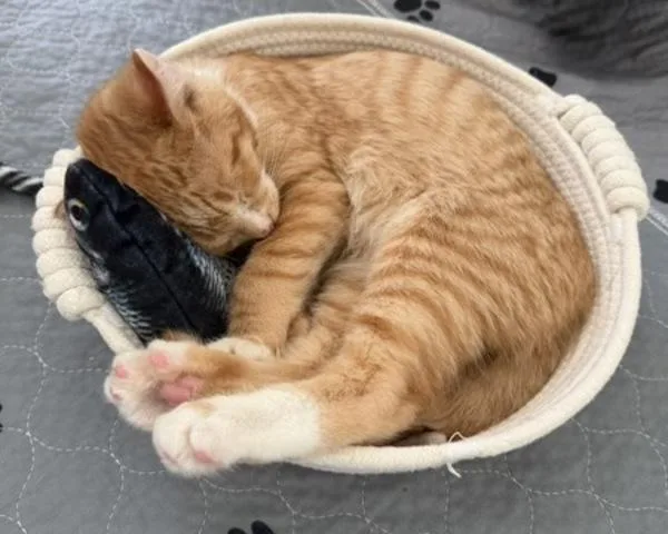 A baby medium-sized male Domestic Short Hair cat named Gerry for adoption in Healdsburg, CA