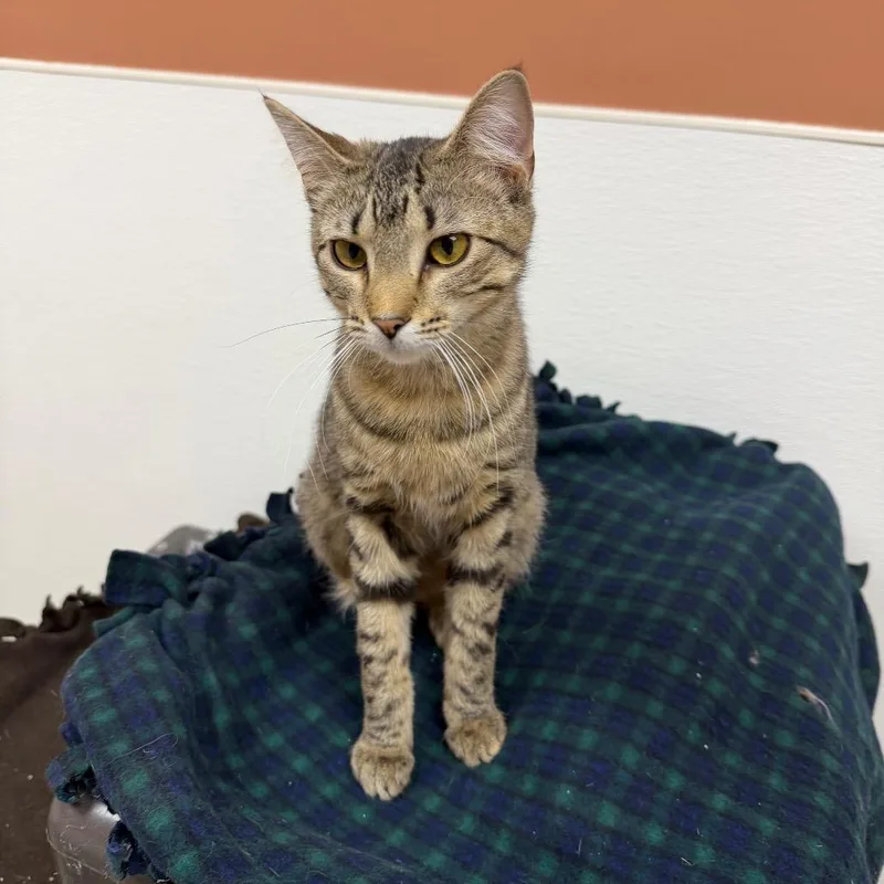 A young small-sized female Black Domestic Short Hair cat named Antonella for adoption in Detroit Lakes, MN