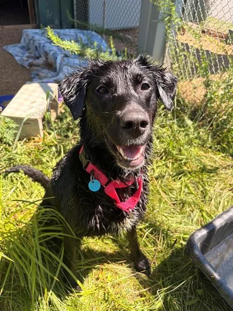 A young medium-sized female Labrador Retriever dog named Maya for adoption in Leesburg, VA