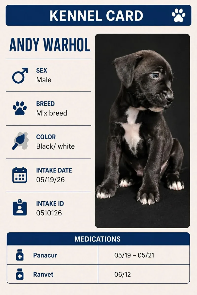 A baby small-sized male Black Mixed Breed dog named Andy Warhol for adoption in Ashland, KY