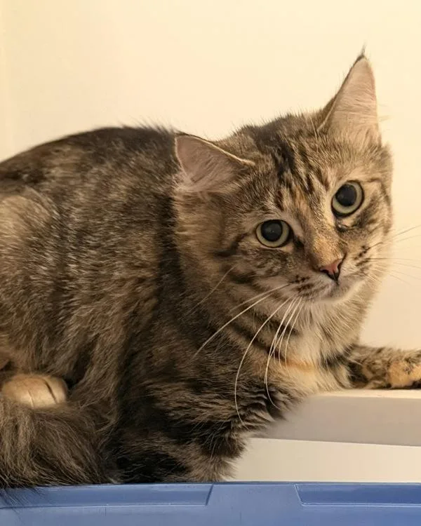 An adult medium-sized female Domestic Short Hair cat named Rabbit for adoption in Canton, GA