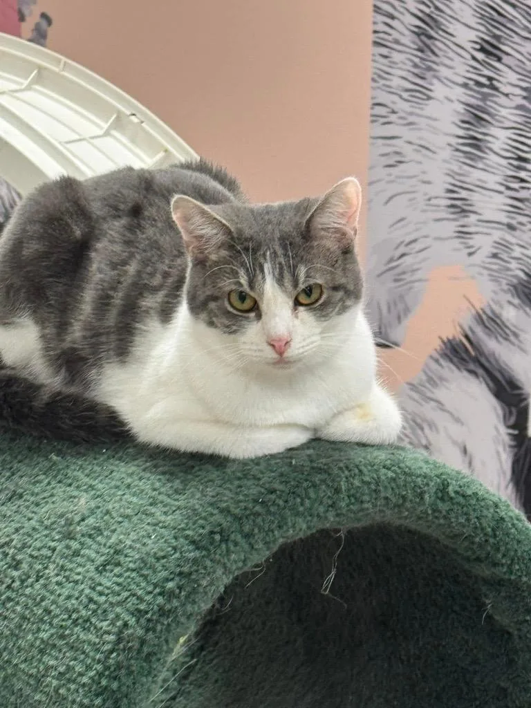 A young small-sized female Domestic Short Hair cat named Adele for adoption in Dalton, GA