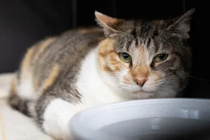 An adult medium-sized female Domestic Short Hair cat named Beau for adoption in Ringoes, NJ