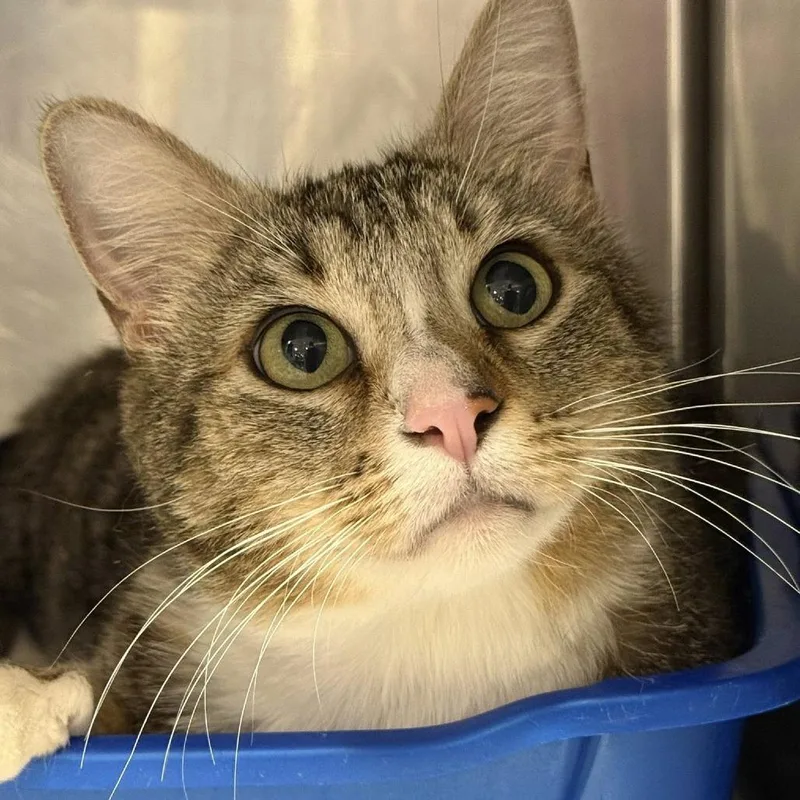 A young small-sized female Brown / Chocolate Domestic Short Hair cat named Vibe for adoption in Tucson, AZ