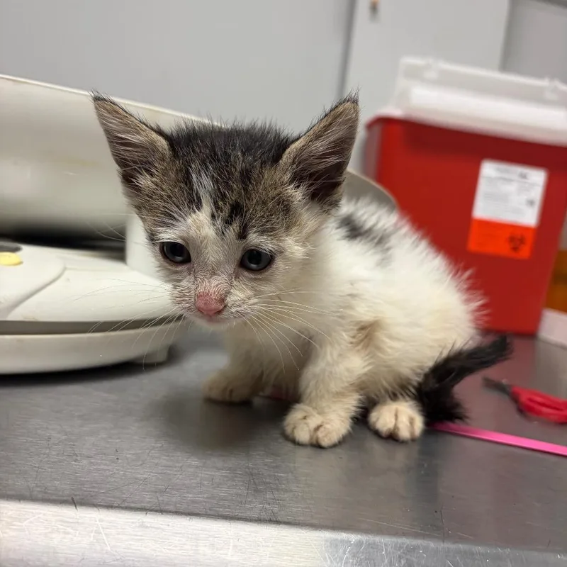 A baby small-sized male Gray / Blue / Silver Domestic Short Hair cat named Heard for adoption in Chattanooga, TN