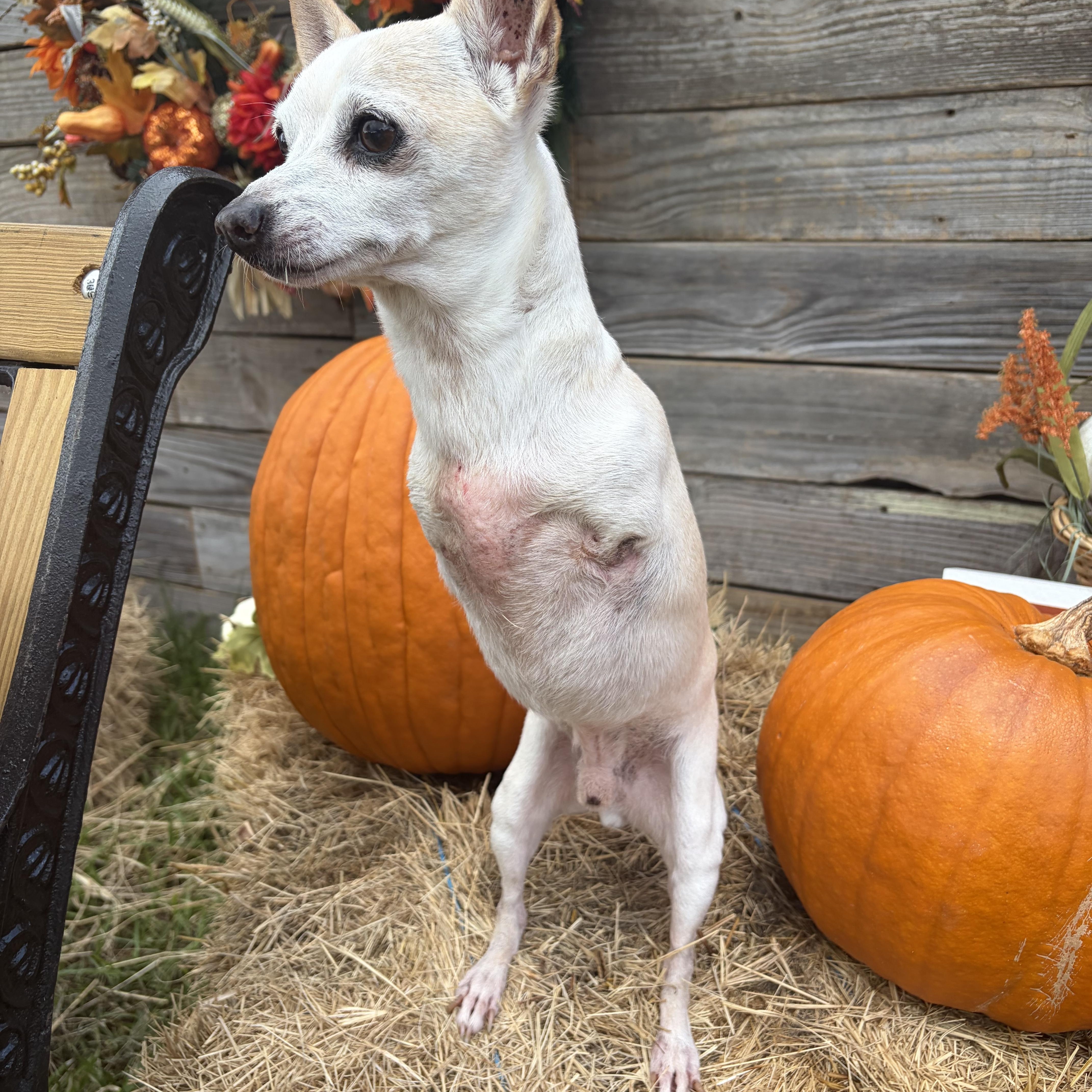 An adult small-sized male Chihuahua dog named Lance for adoption in Southport, CT