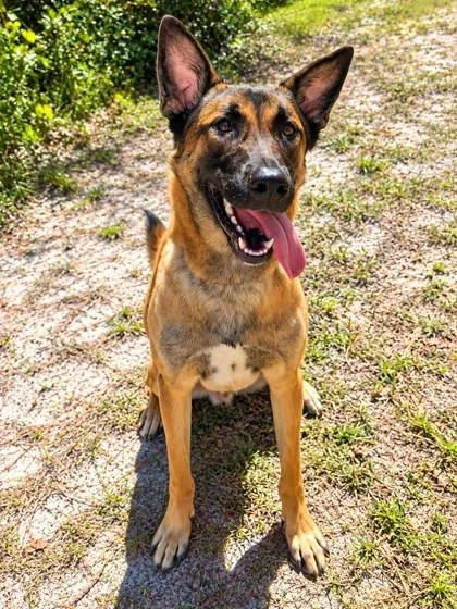 A young extra large-sized female Belgian Shepherd / Malinois dog named Frenzy for adoption in Palm Coast, FL
