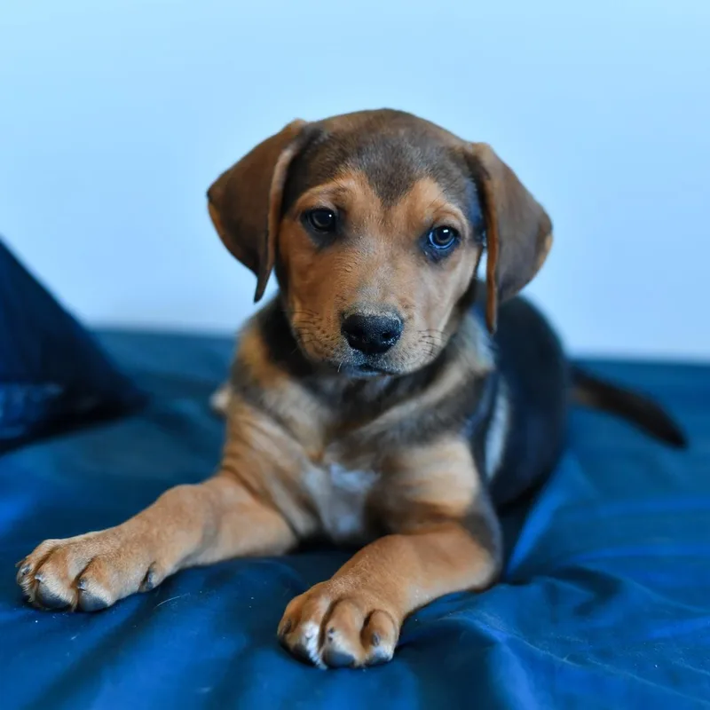 A baby medium-sized male Shepherd dog named Edgar for adoption in Fort Collins, CO