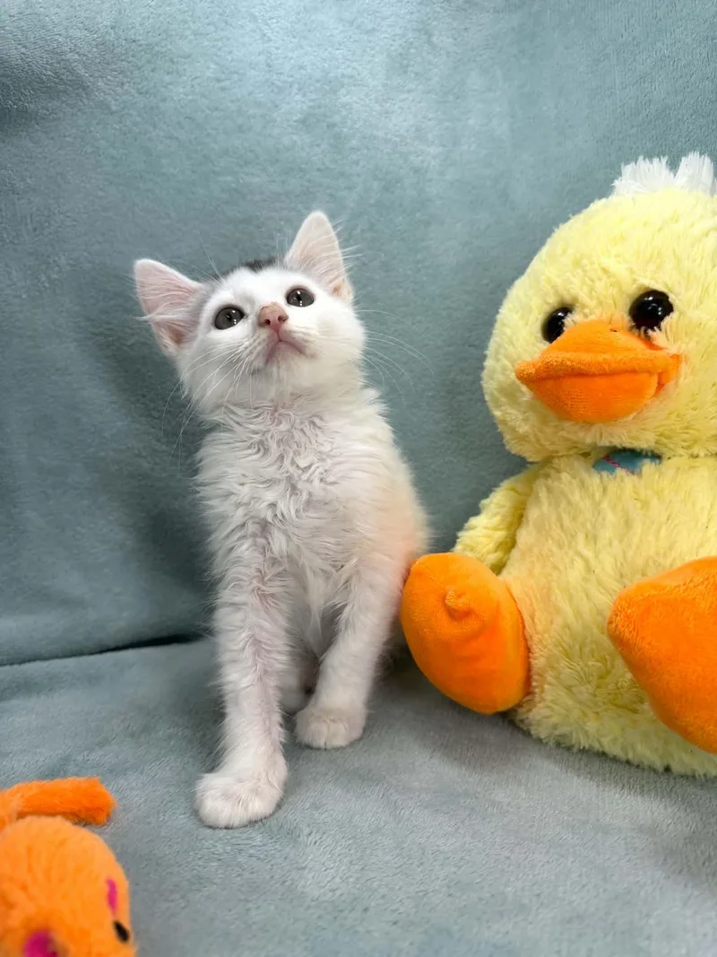 A baby medium-sized male Turkish Van cat named Nieko for adoption in Tavares, FL