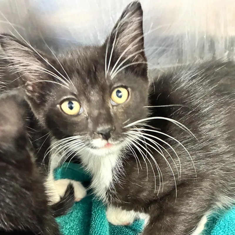 A baby small-sized male Black American Shorthair cat named Taz for adoption in Natick, MA