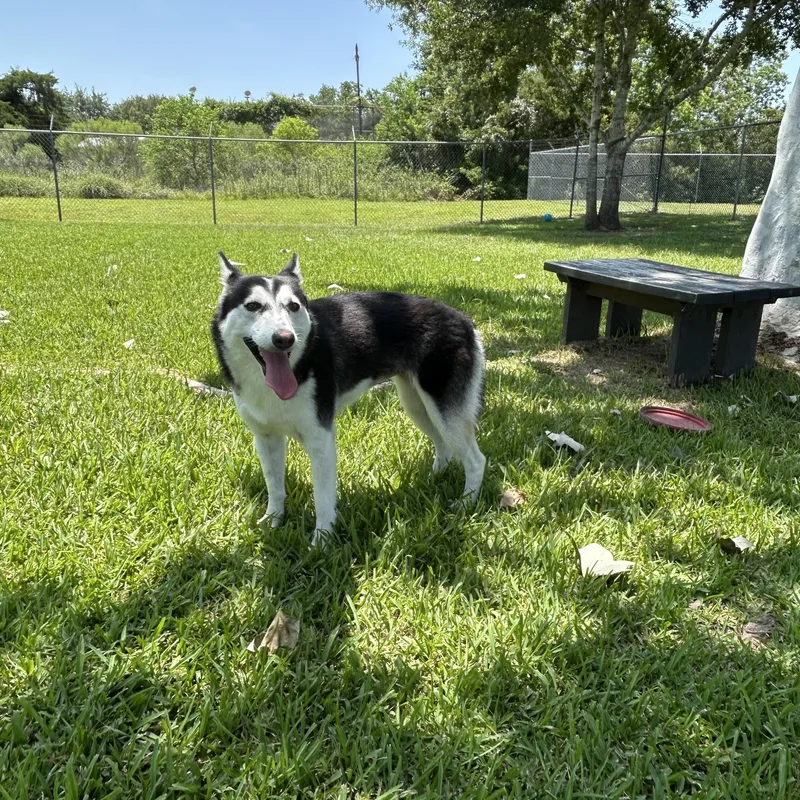 A young medium-sized female Bicolor Husky dog named Irina for adoption in Friendswood, TX