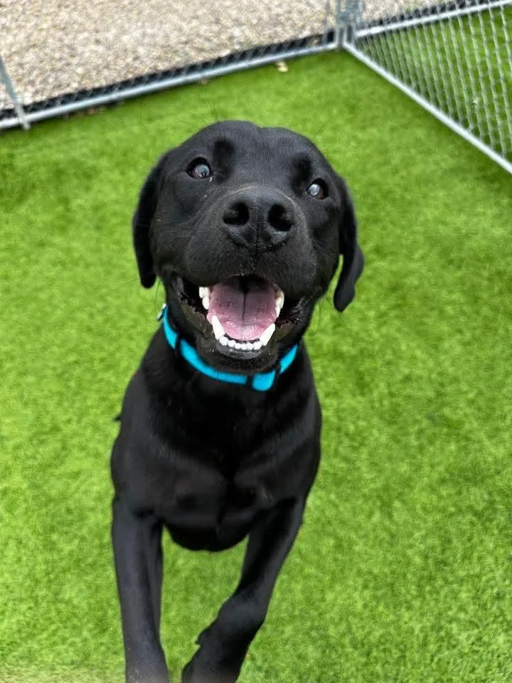 A young medium-sized male Black Labrador Retriever dog named Goober for adoption in Cedar Rapids, IA